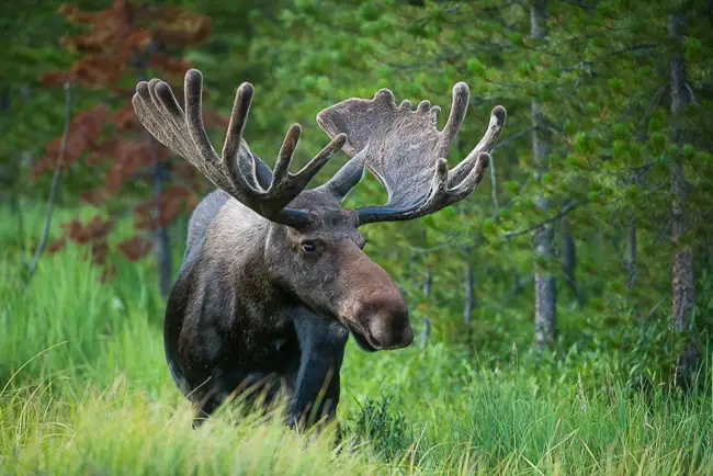 Moose bull with velvet antlers on a Estes Park Wildlife Tour